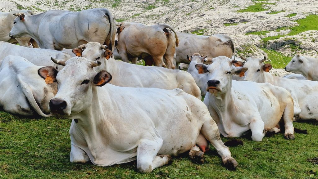 Coldiretti Torino Razza Piemontese